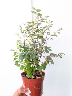 Snow Bush Plant 4" Pot - Indoor House Plants