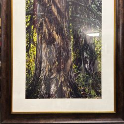 Framed Print Cedars