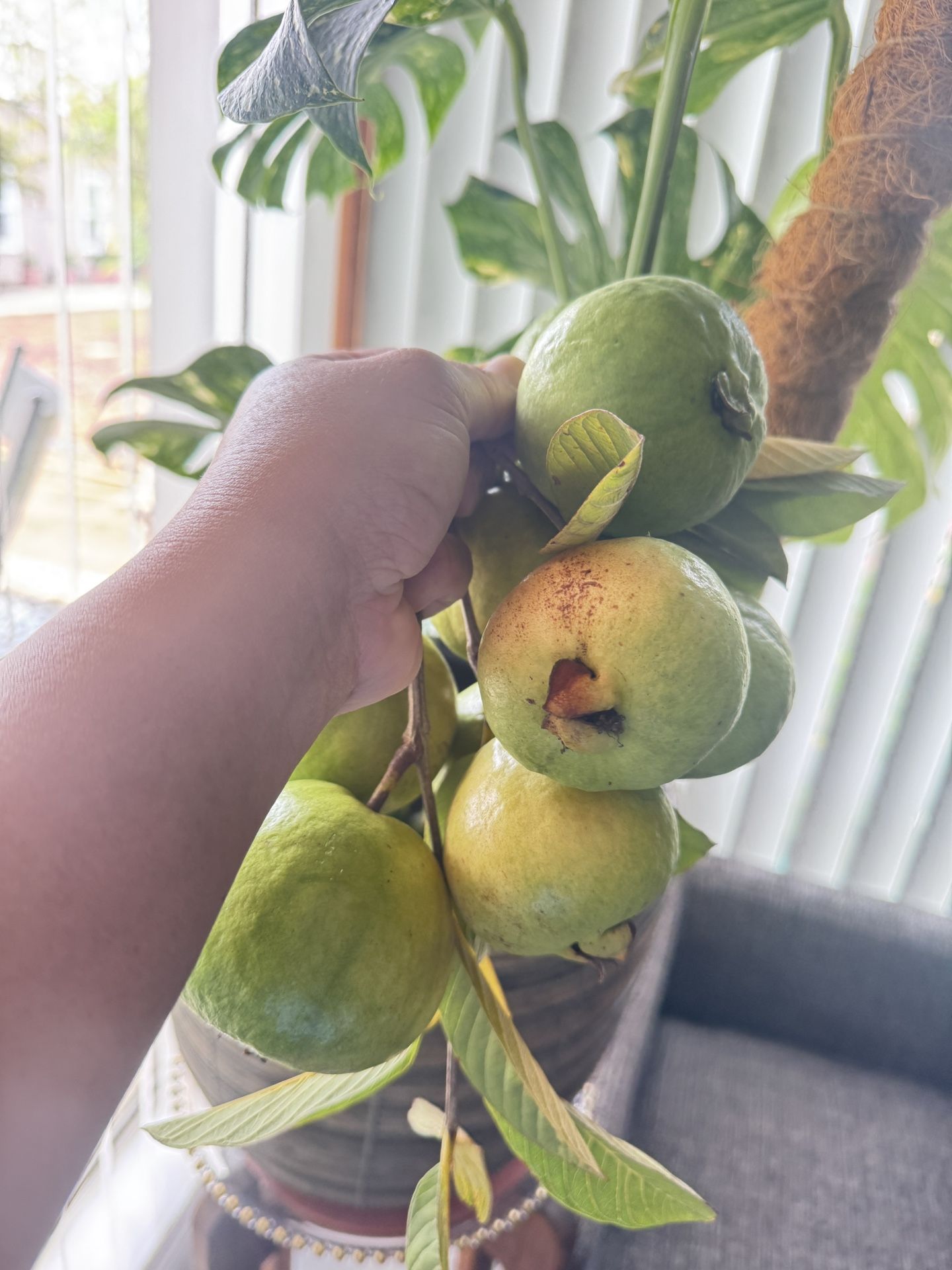 Organic Fresh Guavas for Sale