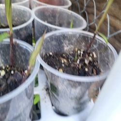 Purple thai sugarcane 