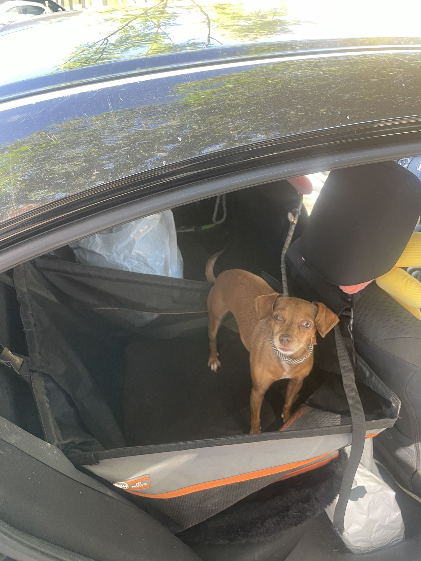 car-seat for large dog