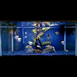 90 Gallon Aquarium/Fish Tank