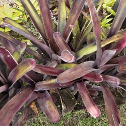 Purple Marcelinos