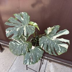 6” Monstera Thai Constellation