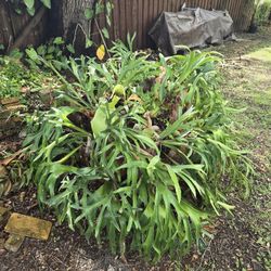 Rare Giant Staghorn Fern orchid air Plant over 35+ years and growing, Related clusia podocarpus cocoplum areca palm