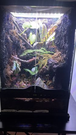 Backgrounds For Live Planted Bioactive Terrarium Vivarium