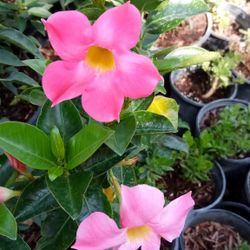 Variedad De Plantas