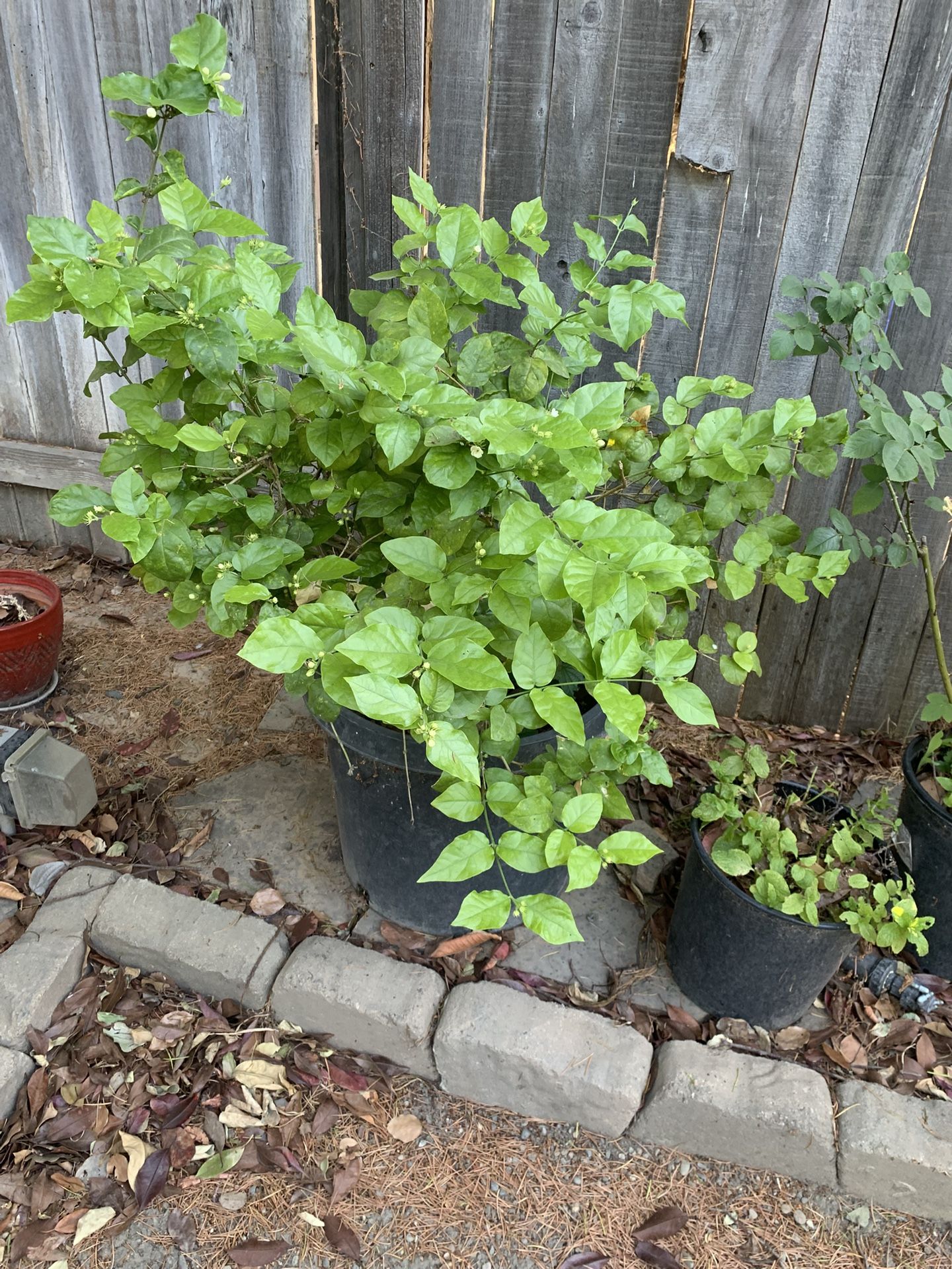 Jasmine Flowers Plant With Big Pot