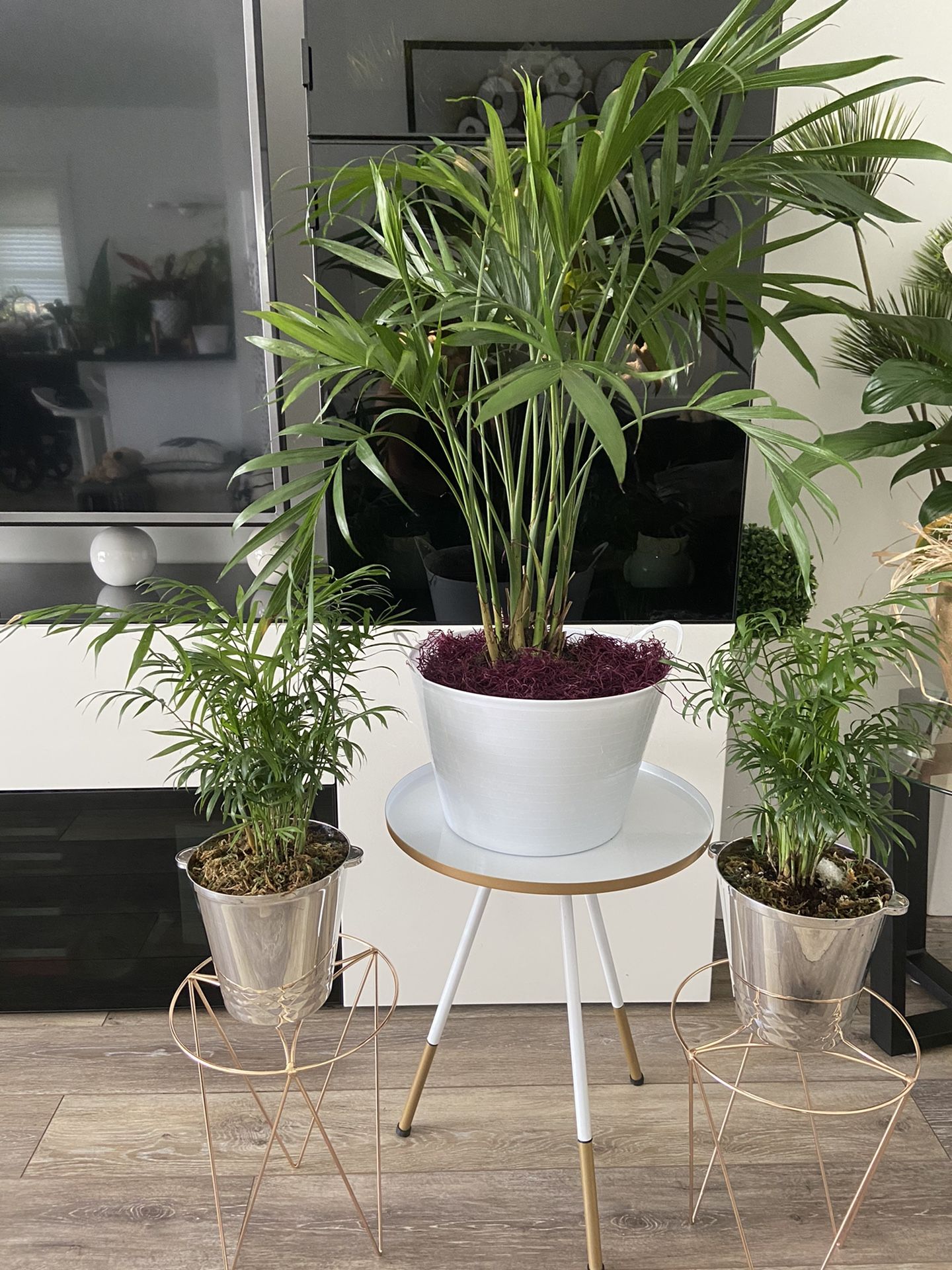 Housplants Cat Palm