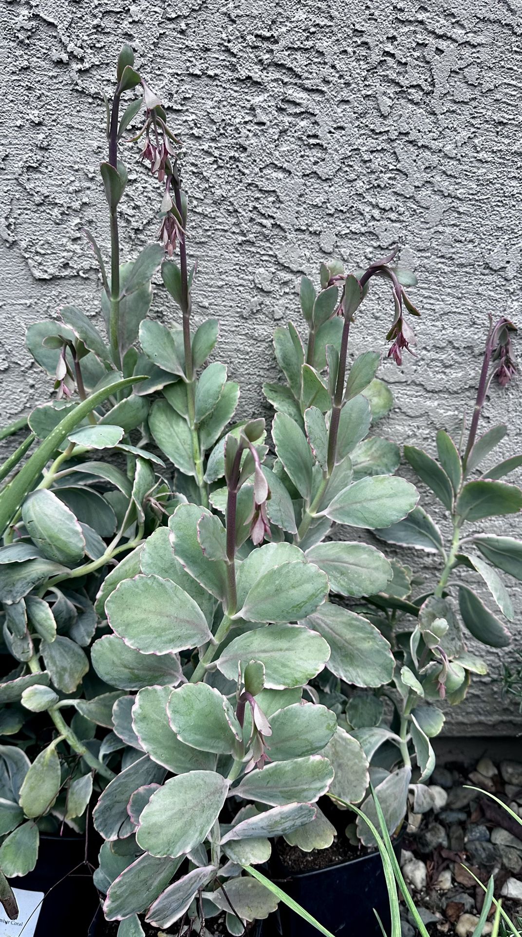Lavender Scallops (Kalanchoe) Plant Almost In Bloom-$10 Each