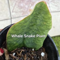 Whale Snake Plant