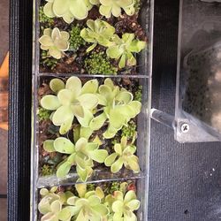 Pinguicula "Cotton Candy "