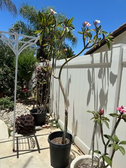 Plumeria tree 9 ft 15 Gln
