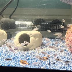 Aquarium Tank C¡chl¡ds]  