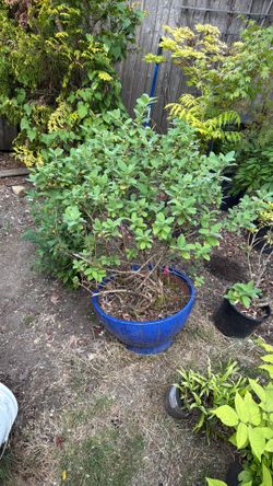 Large Mature Honeyberry / Honeysuckle
