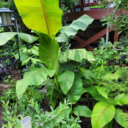 Cold Hardy Banana Plant