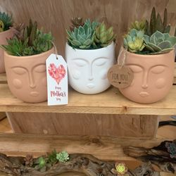 Mother’s Day Succulents
