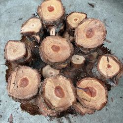 ❤️🎄Small Redwood Rounds🪾🌲$3 Each