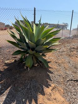 Agave and foxtail