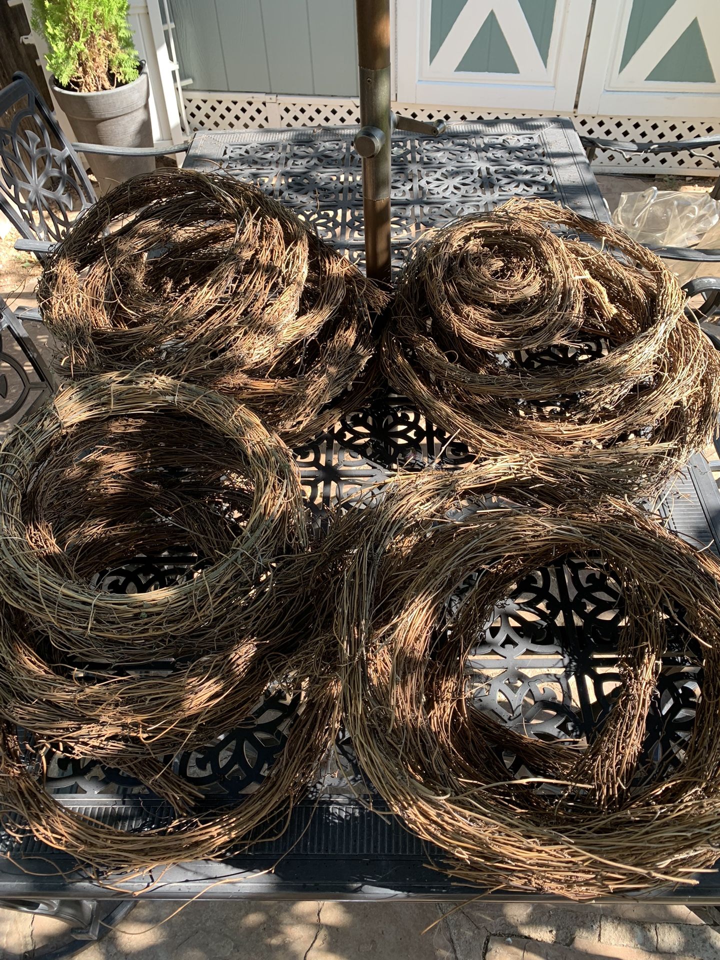 Ornamental Grapevine