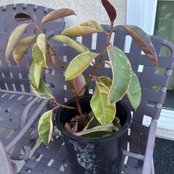 rubber plants 5gal