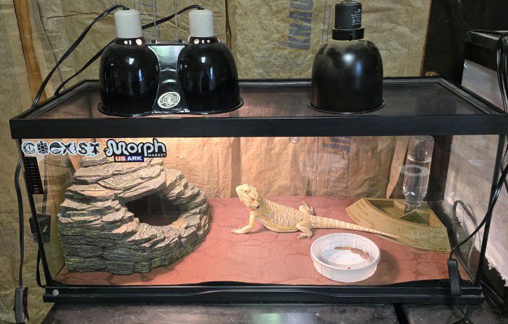 Reptile Tank with Lid (20 Gallons)