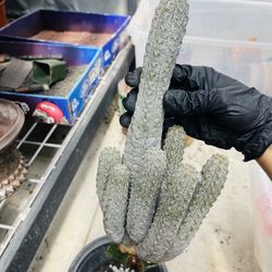 Euphorbia Abdelkuri Cluster Imported