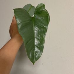Beautiful Philodendron Silver Sword Plant