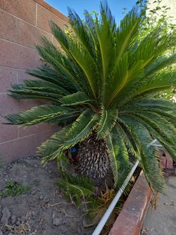 Sago Palm