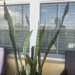 Snake Plant
