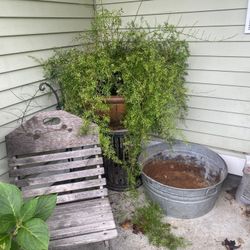 Large asparagus fern $50 cash. Located In ELMA NOT PORTER