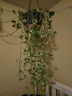 Variegated Pothos Hanging Basket Plant