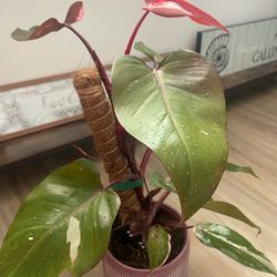 Philodendron Pink Princess 10’