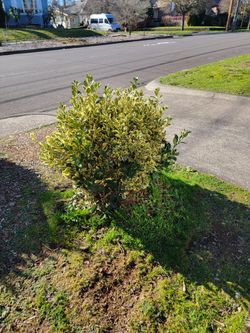 Variety Of Bushes And A Tree