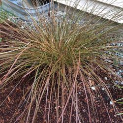 Ornamental Grass Bronze Weeping Sedge. 