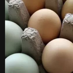 13$Fertilized Chicken 12Eggs $13 • NEW BRITAIN, CT