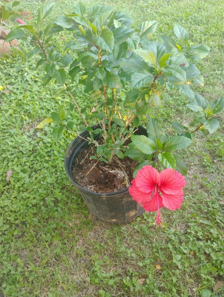 Fire Ice Hibiscus 🌺 Plant 