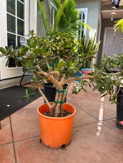 Succulent Jade plant
