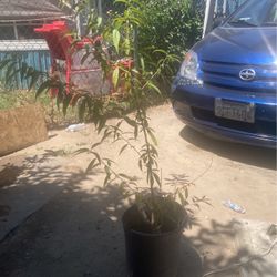 Peach Tree