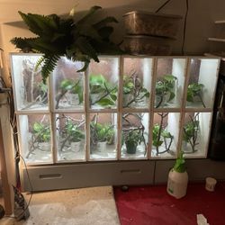 Arboreal Gecko Enclosure 12 Stack
