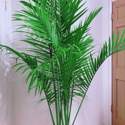 Beautiful Healthy Majestic Palm Trees