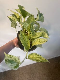Marble pothos $15