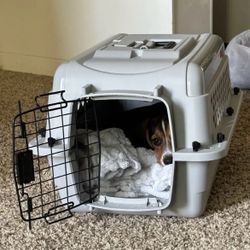 Grey kennel 