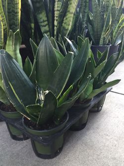 Snake plants