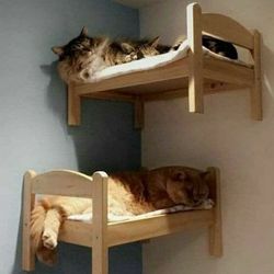 Cama Para gato