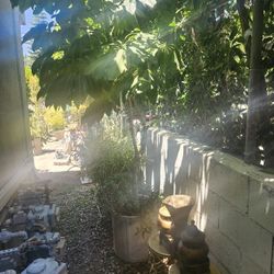 Sale Sale $$$$$ Plants / Pots / Plant Stands 