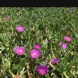 ice plant Cuttings ground cover succulent, pick up in Mira Mesa 
