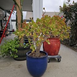 Jade Plant
