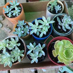 Succulents 