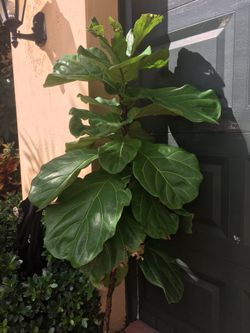 Ficus Lyrata w/out pot